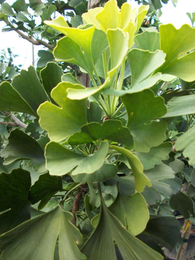 gingko aut gold foliage.jpg