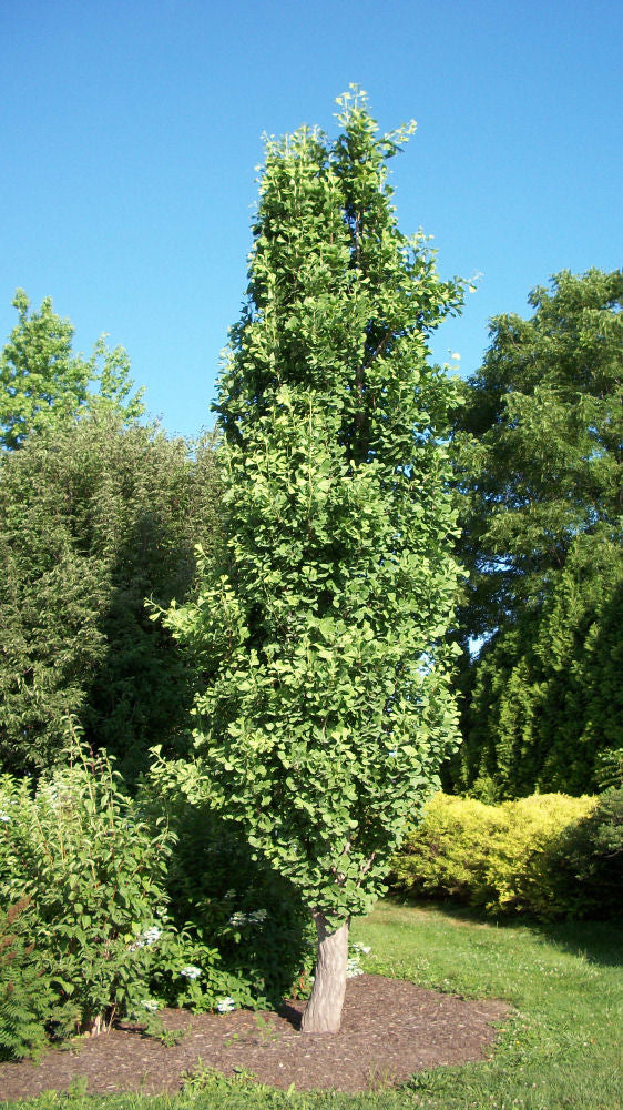 gingko royal knight.jpg