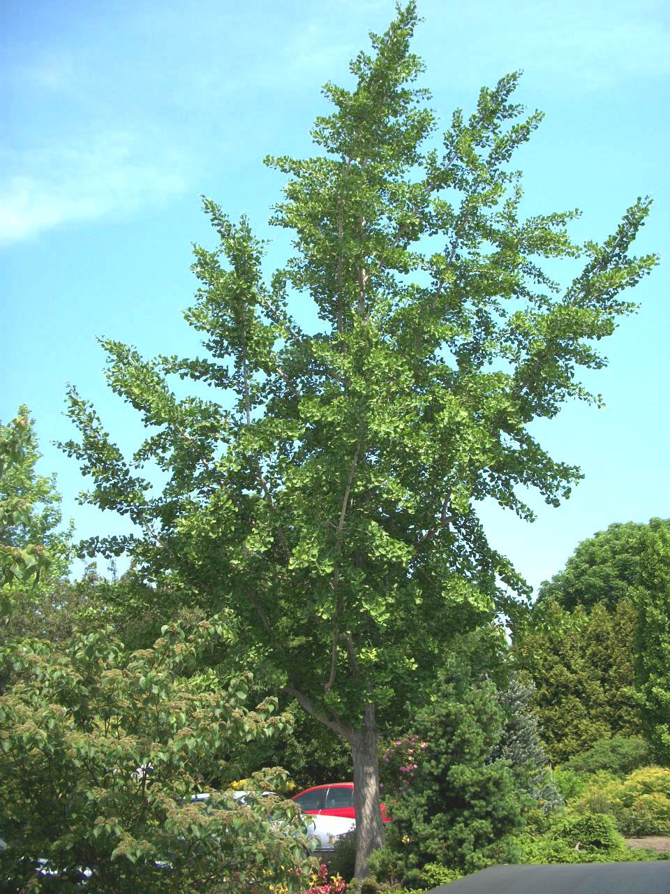 ginko princeton sentry.jpg