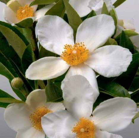 gordlinia grandiflora.png