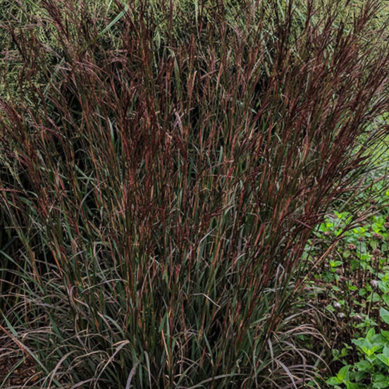 grass_and_blackhawks-.jpg