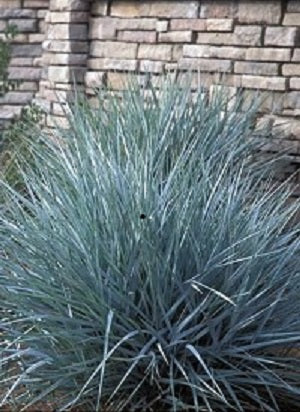 grass_blue_dune.jpg