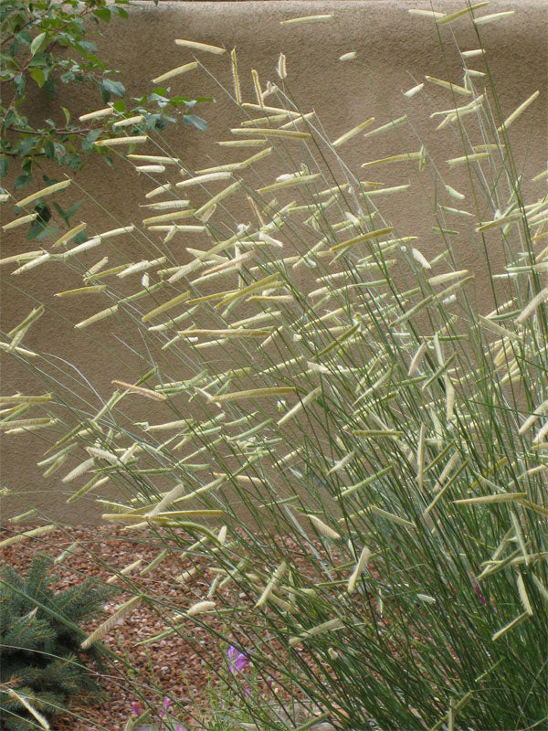grass_bouteloua_blonde_ambition[1].jpg