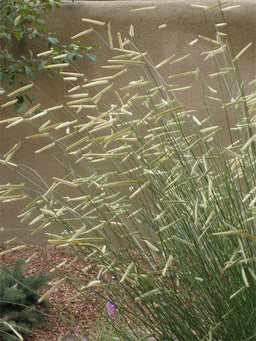 grass_bouteloua_blonde_ambition[1].jpg