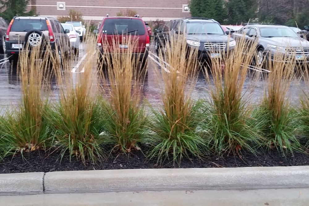 grass_cal_x_karl_foerster_grp.jpg