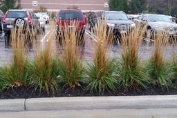 grass_cal_x_karl_foerster_grp.jpg