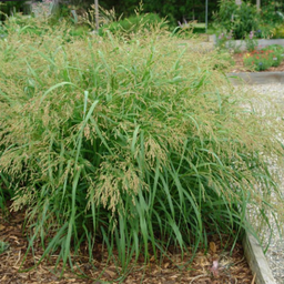 grass cape breeze.png
