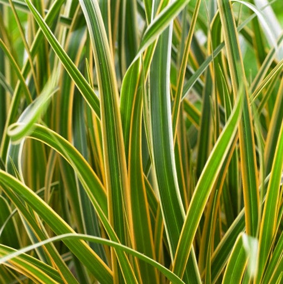 grass_carex_everglow_.jpg