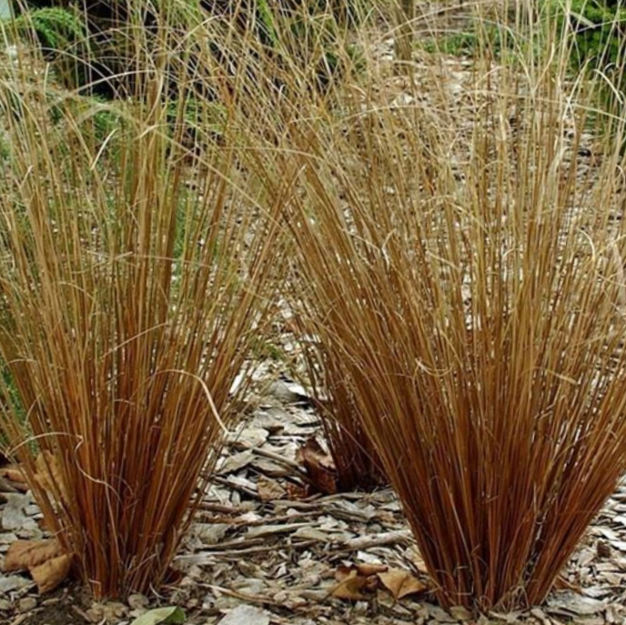 grass_carex_firefox.jpg