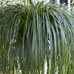 grass_carex_ribbon_falls_.jpg