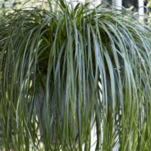 grass_carex_ribbon_falls_.jpg
