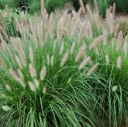 grass_etoufee_.jpg