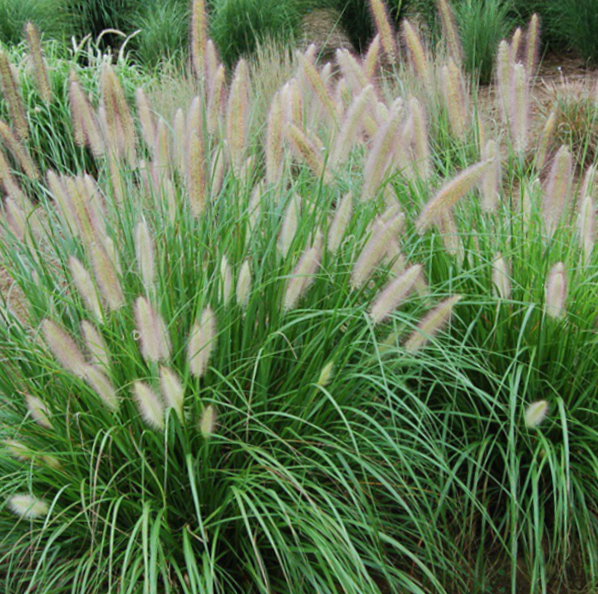 grass_etoufee_.jpg