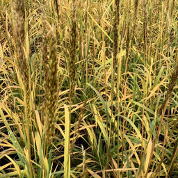 grass_golden_sunset_.jpg