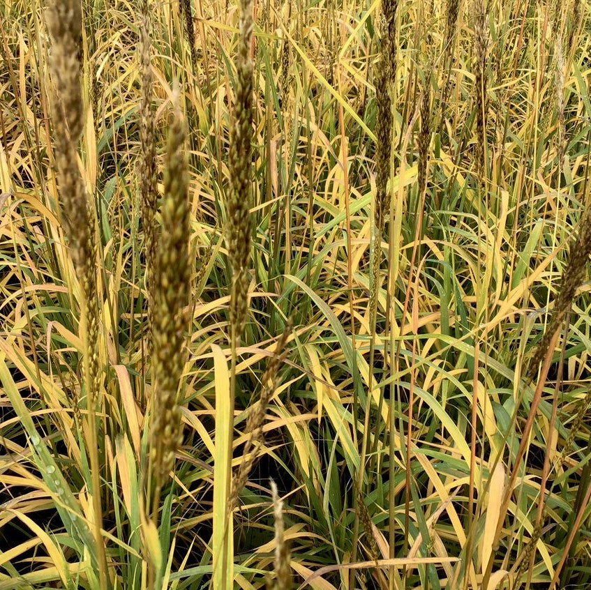 grass_golden_sunset_.jpg