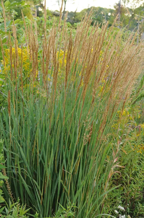 grass indian grass.png