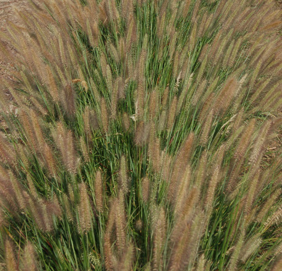 grass_jambalaya_fountain_.jpg