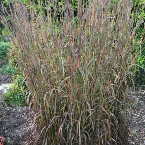 grass_karls_cousin.jpg.png