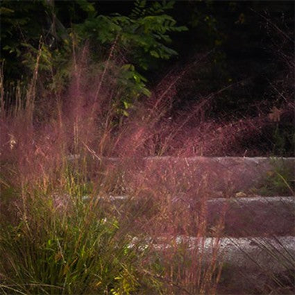 grass_muhlenbergia_undaunted[1].jpg