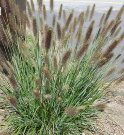 grass_p_a_cayenne-_.png