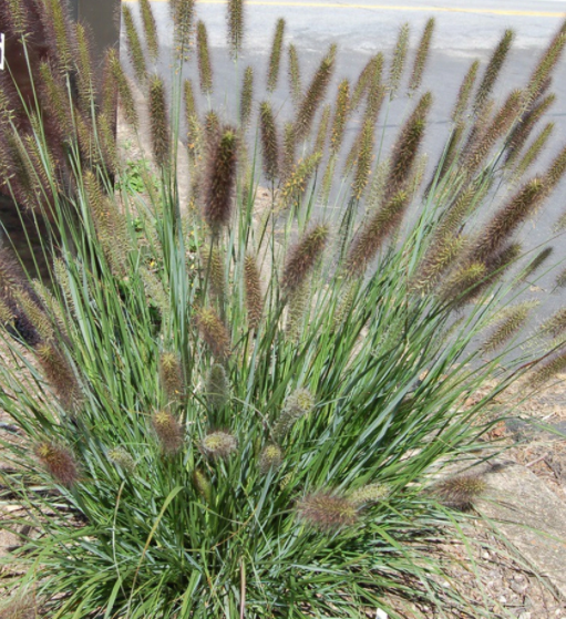 grass_p_a_cayenne-_.png