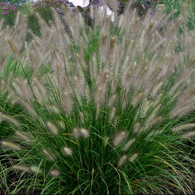 grass_p_a_hush_puppy_.png