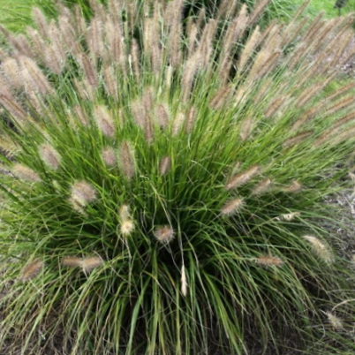 grass_pe._al._praline_.jpg