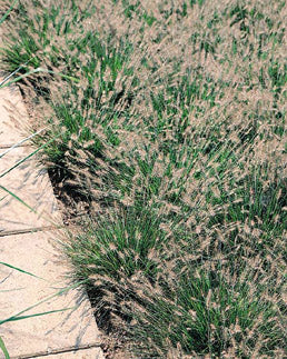 grass_pennisetum_little_bunny[1].jpg