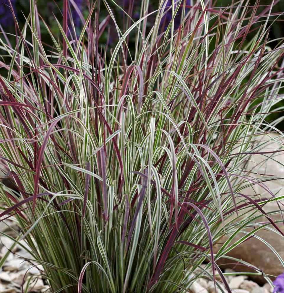 grass_schizachyrium_chameleon_.jpg