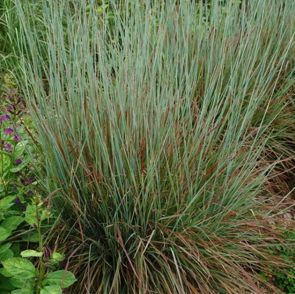 grass_standing_ovation.png