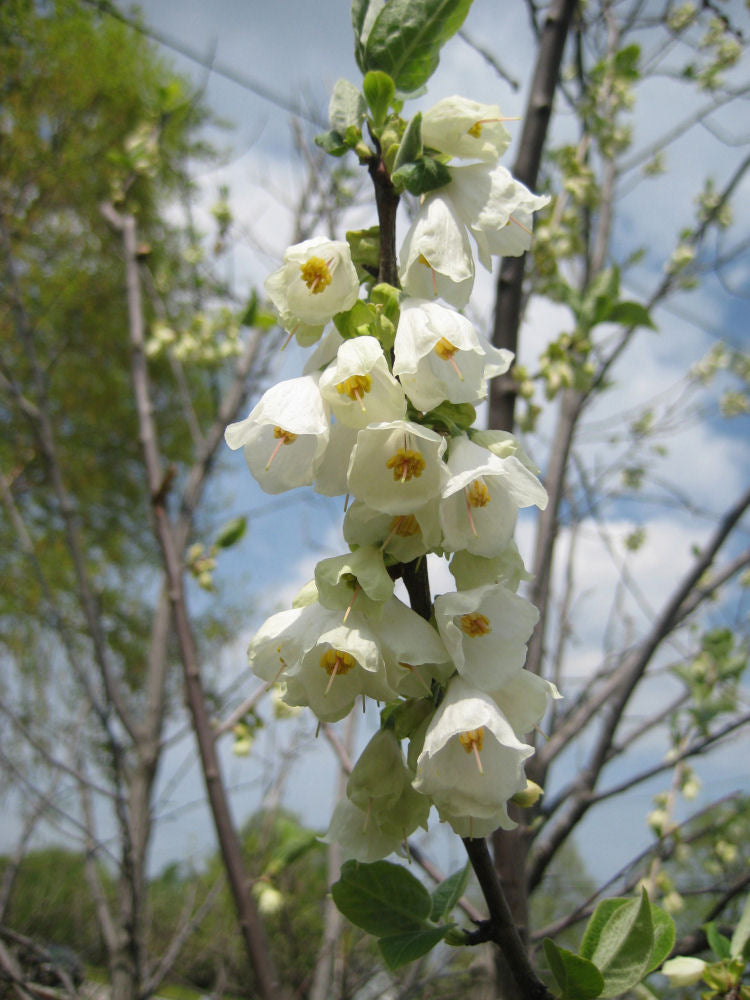 halesia carolina flwr.jpg