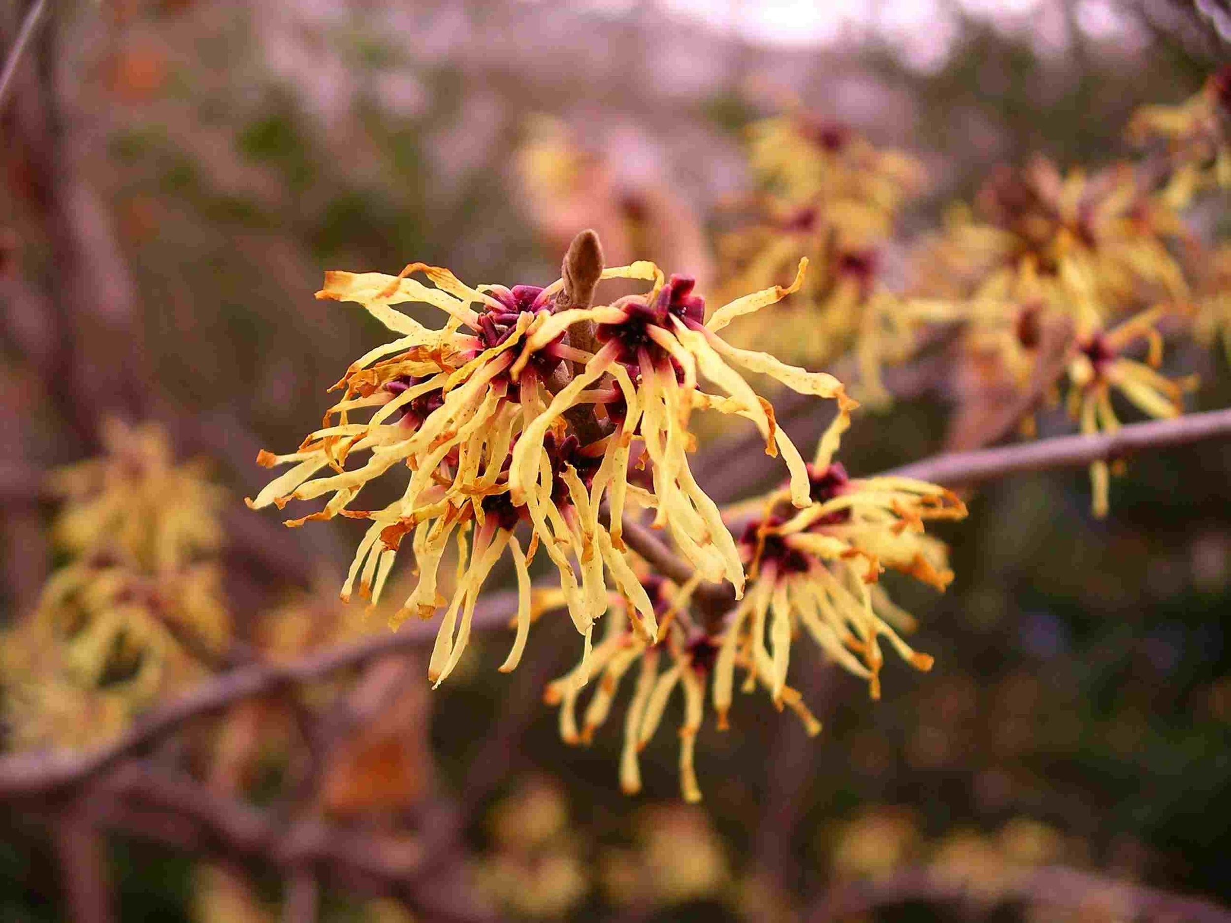 hamamelis-virginiana-flower.jpg
