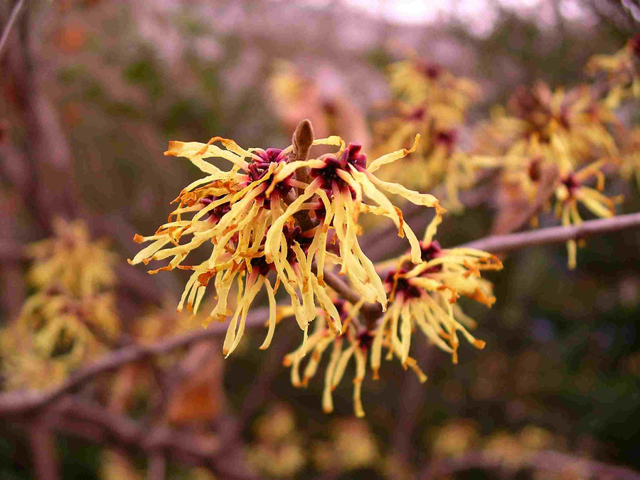 hamamelis-virginiana-flower.jpg