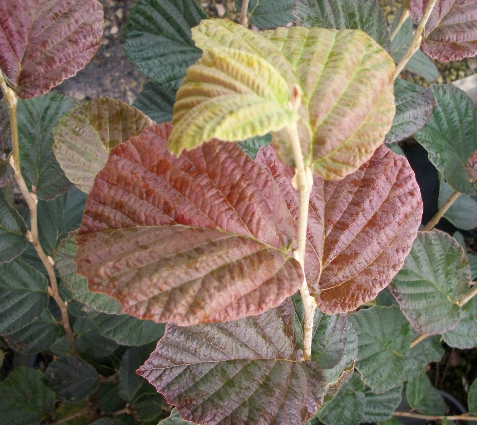 hamamelis arnolds promise.jpg