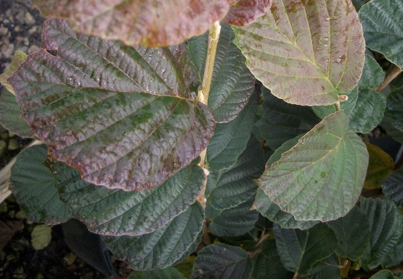hamamelis carmine red.jpg