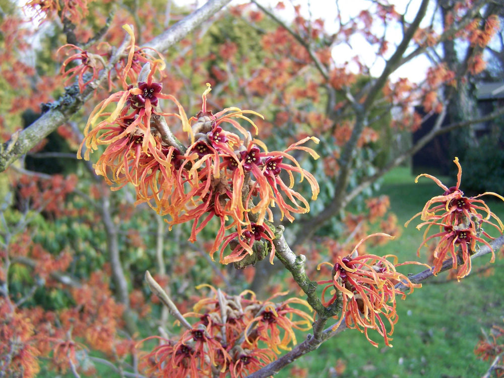 hamamelis_jelena.jpg