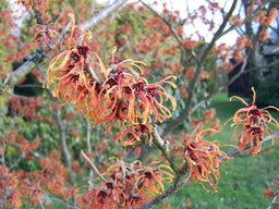 hamamelis_jelena.jpg