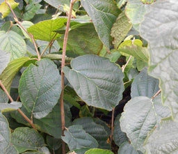hamamelis vernalis.jpg