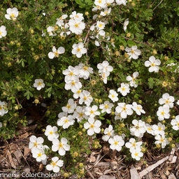 happy_face_white_potentilla-2.jpg