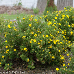 happy_face_yellow_potentilla_landscape.jpg