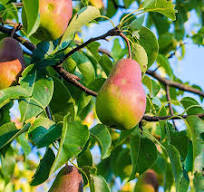 harrow sweet pear.jpg
