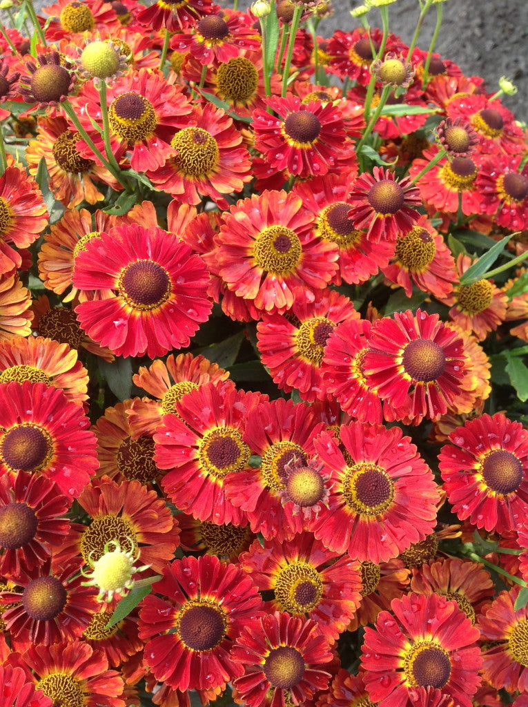 helenium_mariachi_salsa[1].jpg