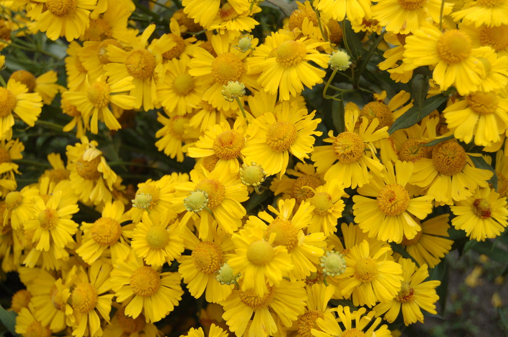 helenium_mariachi_sombrero[1].jpg