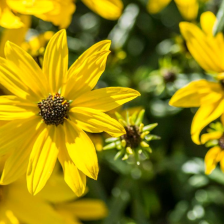 helianthus_autumn_gold_.png