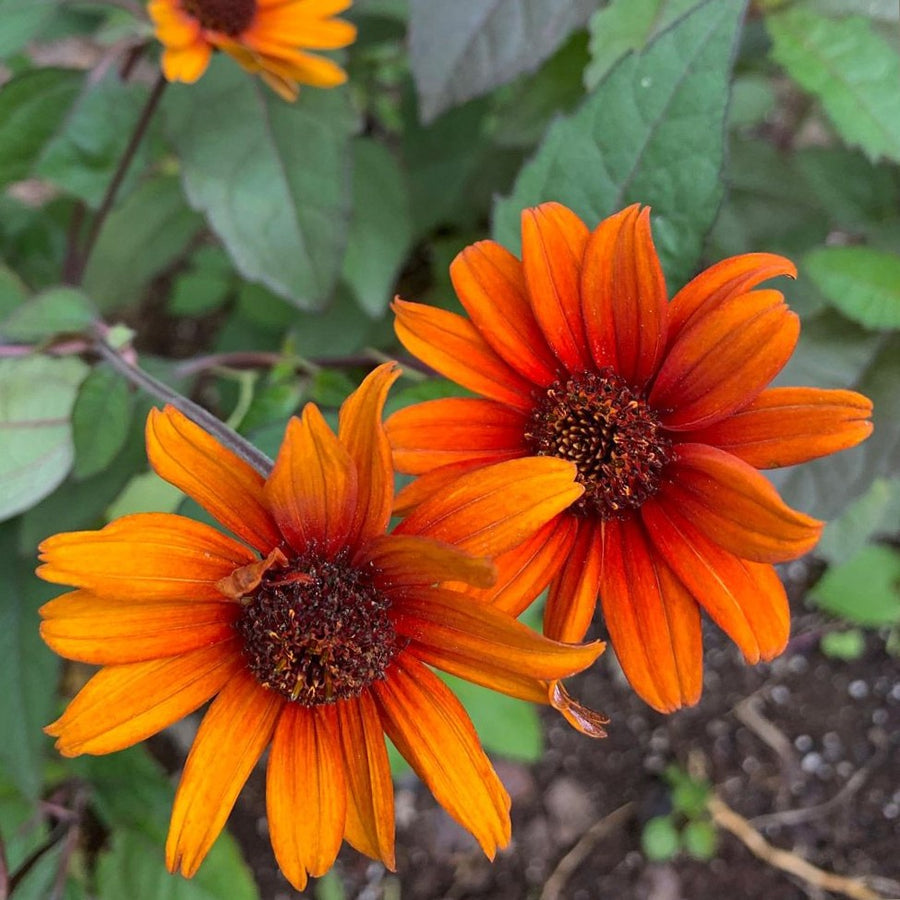 heliopsis_bleeding_heart_.jpg