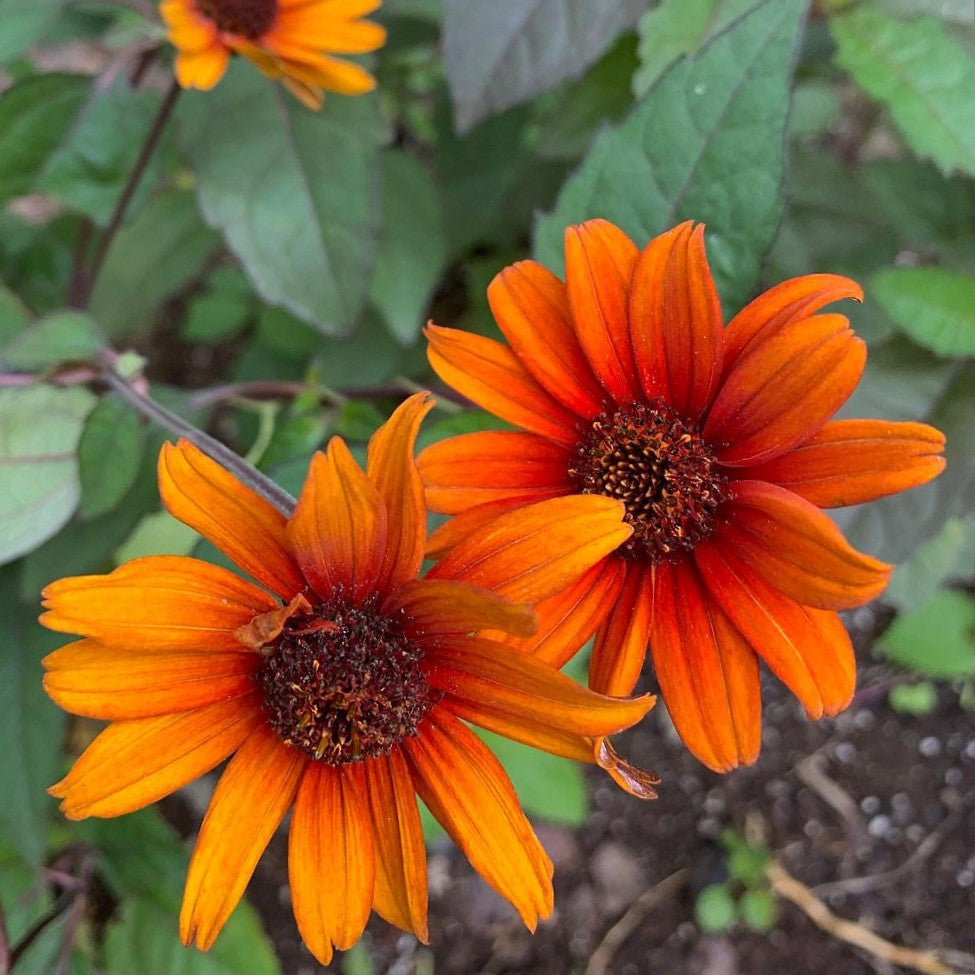 heliopsis_bleeding_heart_.jpg