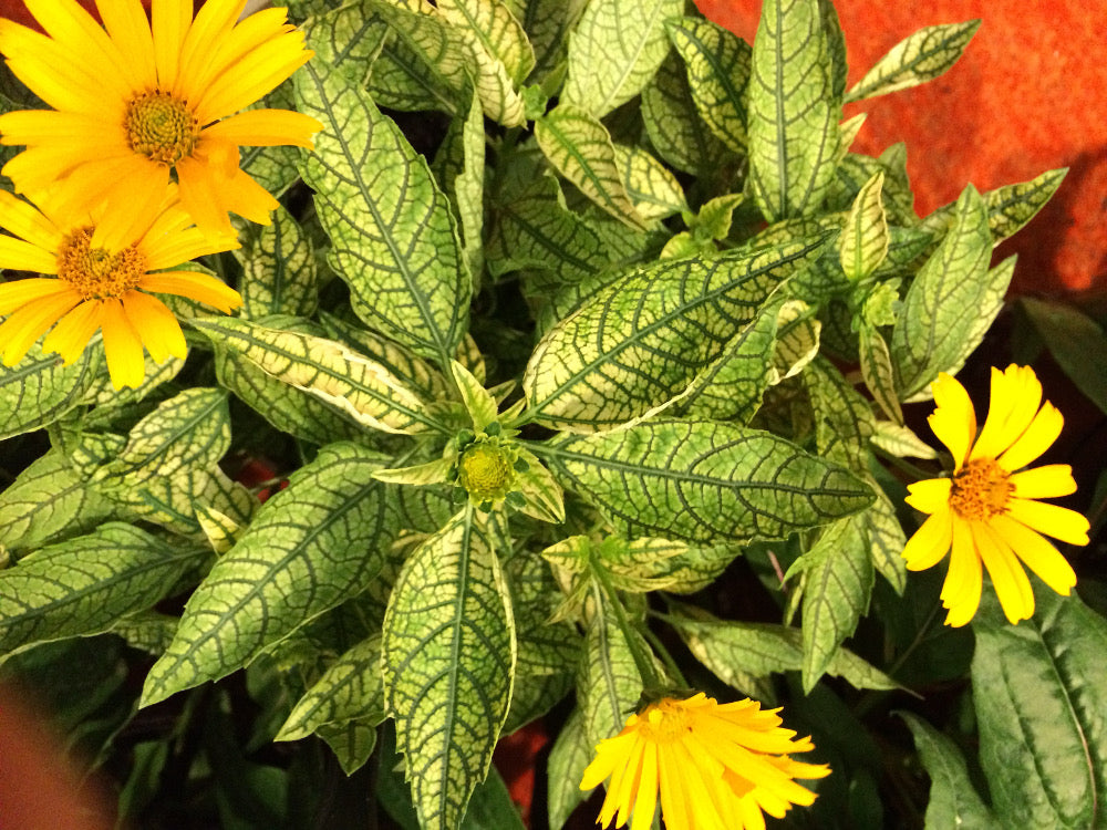 heliopsis_sunstruck.jpg