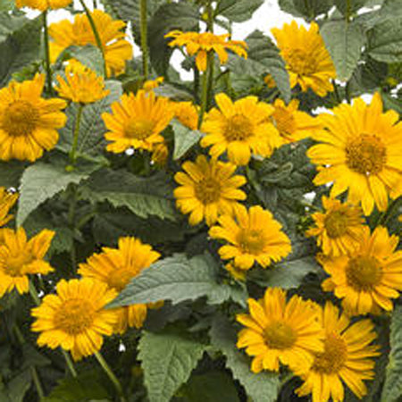 heliopsis_tuscan_sun[1].jpg