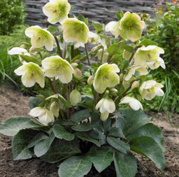 hellebores frostkiss white.png