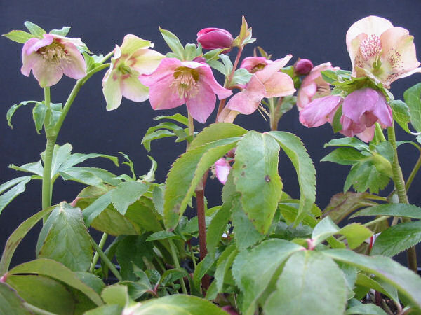 helleborus_brandywine.jpg